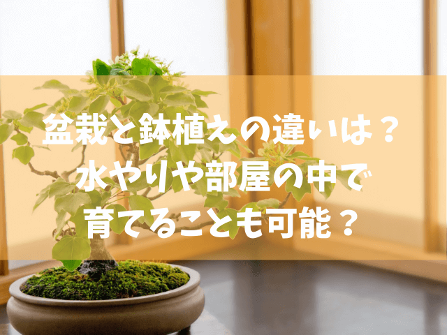 盆栽と鉢植えの違いは 水やりや部屋の中で育てることも可能 きになる